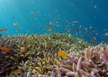 Data AI di Laut Dalam, Solusi Pintar atau Masalah Baru?
